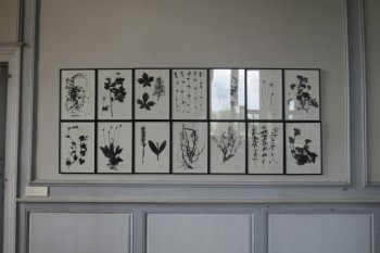 photographie cabinet histoire naturelle